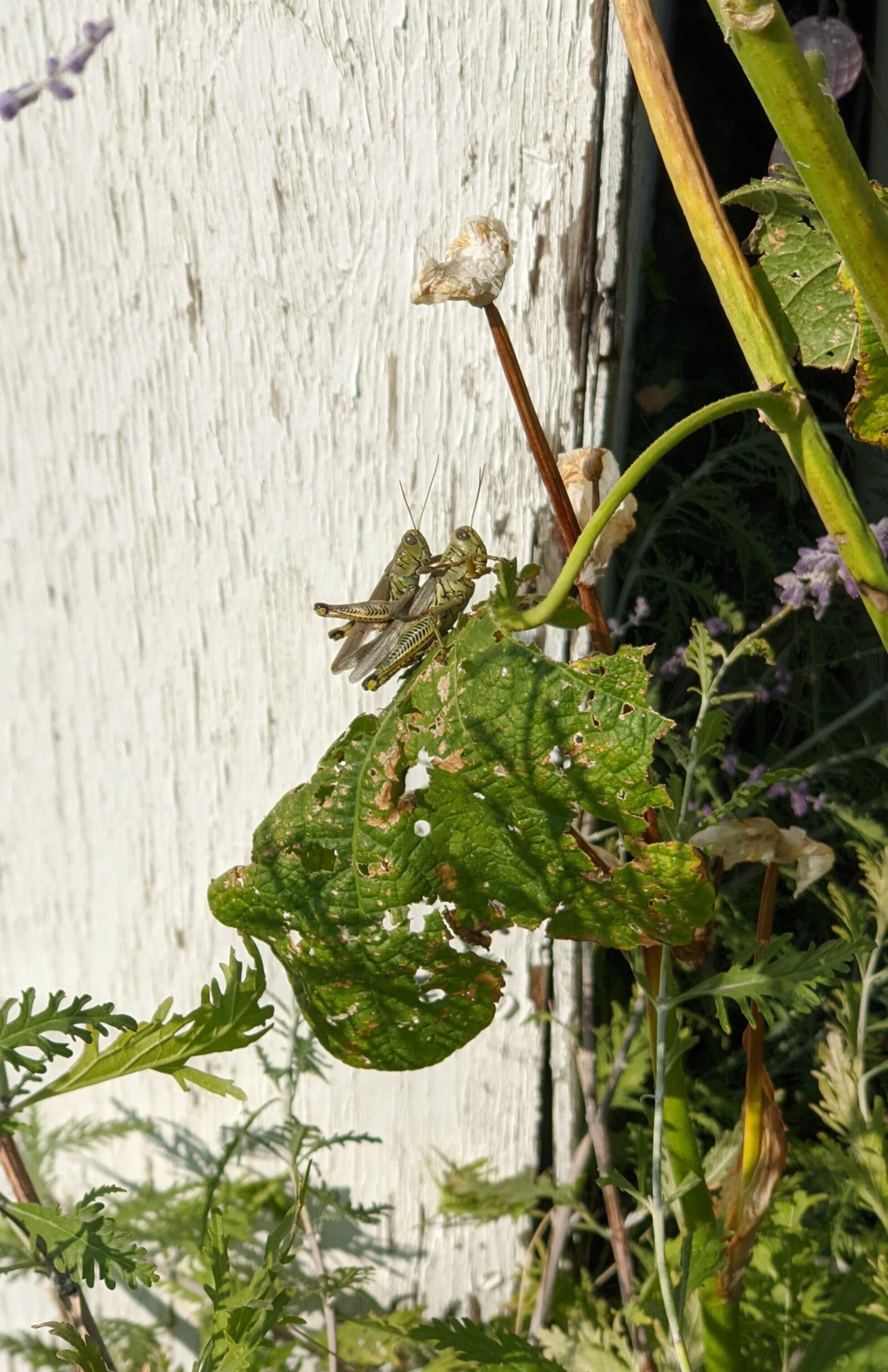 Google Pixel 4 XL sample photo. Garden, grasshoppers, grasshoppers mating photography