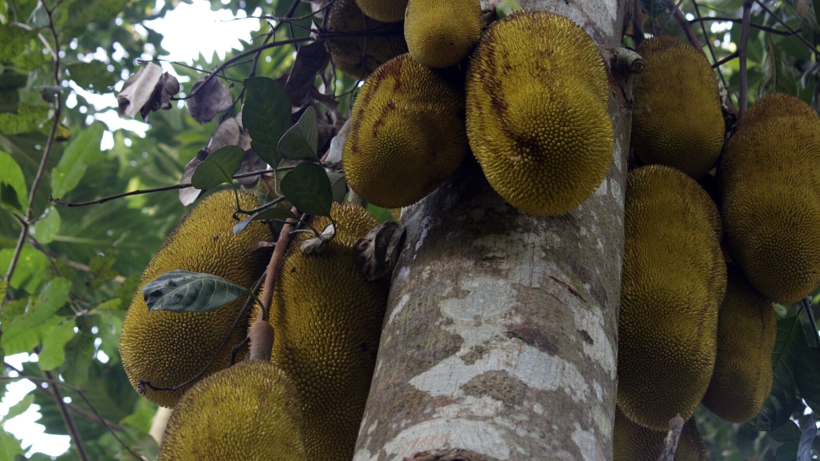 Canon EOS 700D (EOS Rebel T5i / EOS Kiss X7i) sample photo. Jackfruit, jackfruit tree, food photography