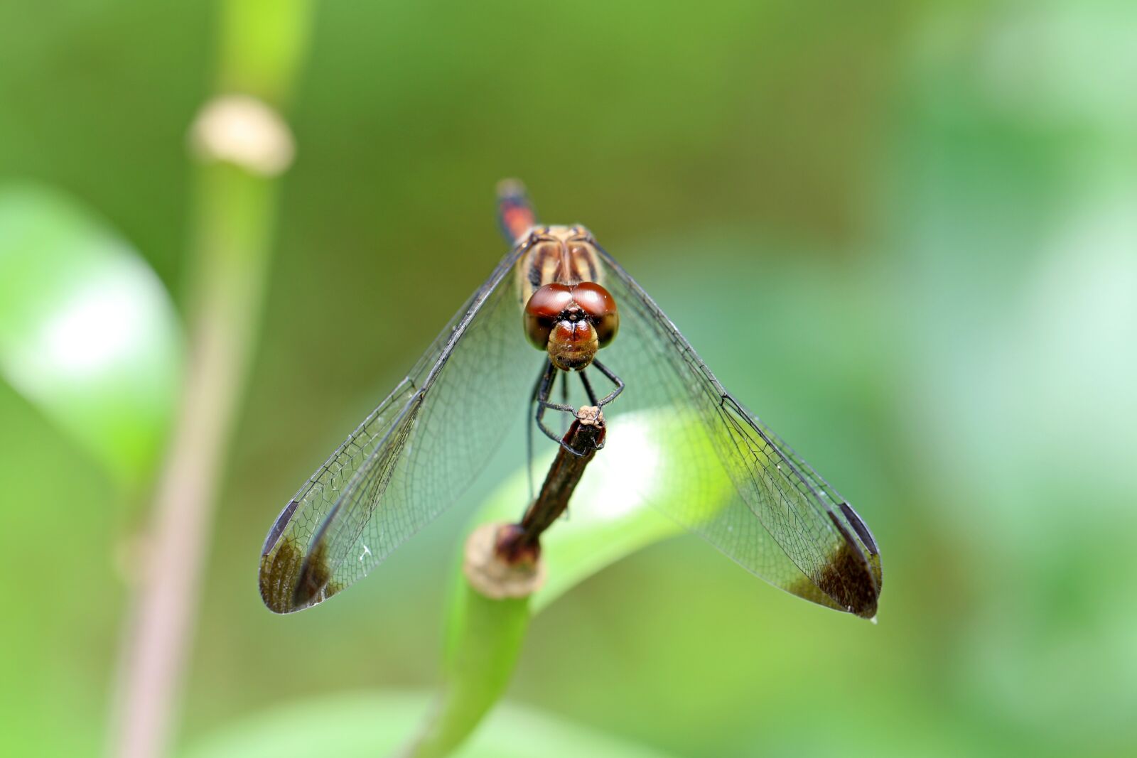 Canon EOS 7D Mark II sample photo. Nature, forest, insects photography