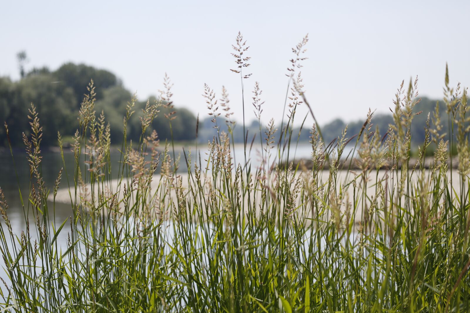 Canon EF 100-400mm F4.5-5.6L IS USM sample photo. Lake, water, au photography