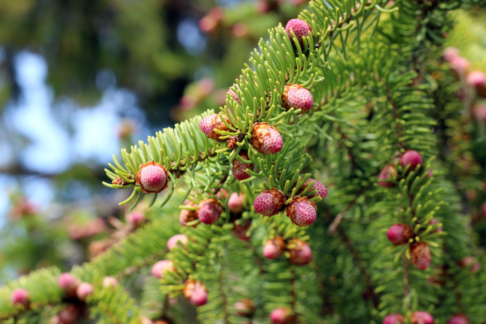 Canon EOS 600D (Rebel EOS T3i / EOS Kiss X5) + Canon EF 50mm F1.8 STM sample photo. Tree, spruce, spring photography