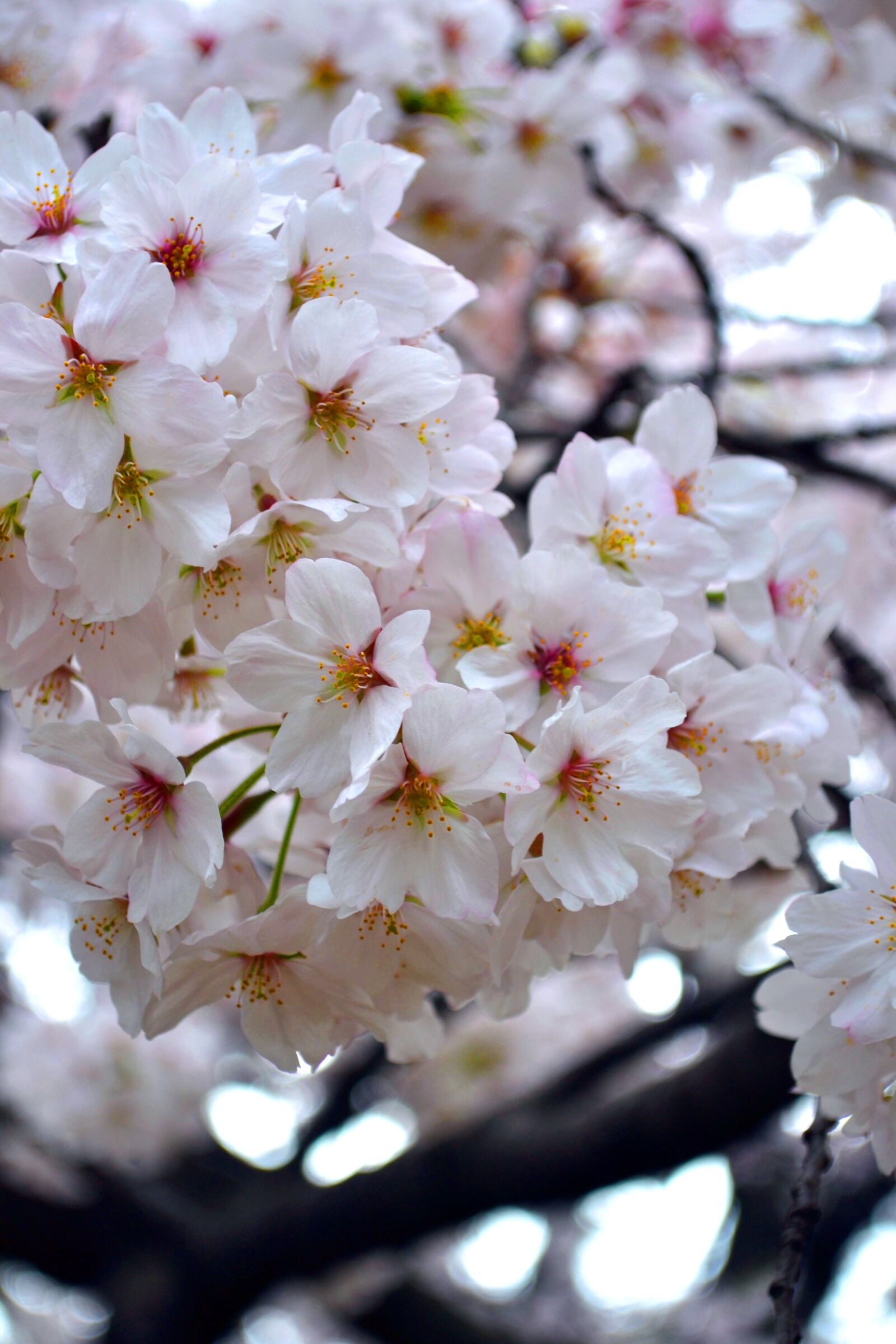 Nikon D3100 sample photo. Flower, sakura, japan photography
