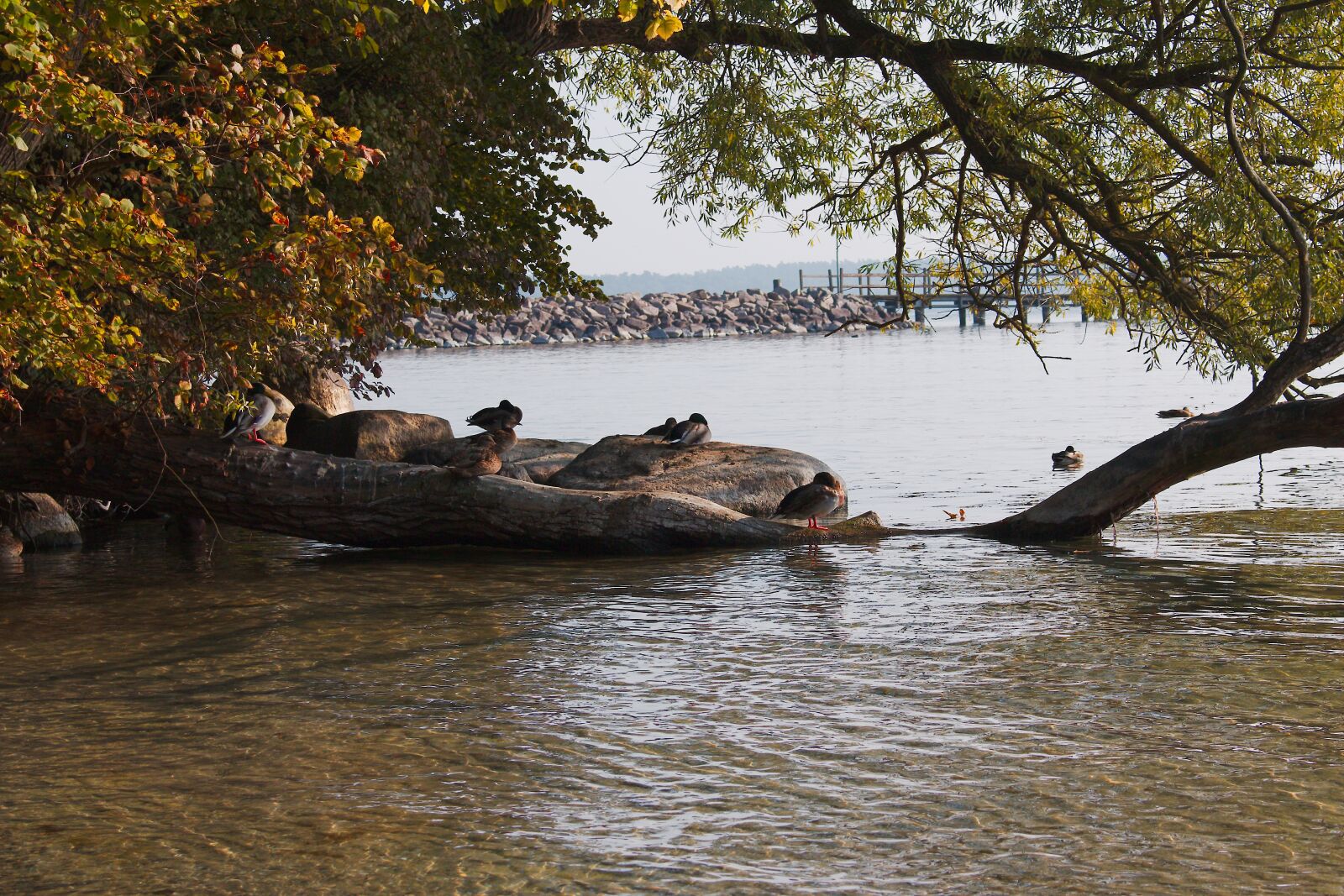 Canon EOS 70D sample photo. Waters, tree, nature photography