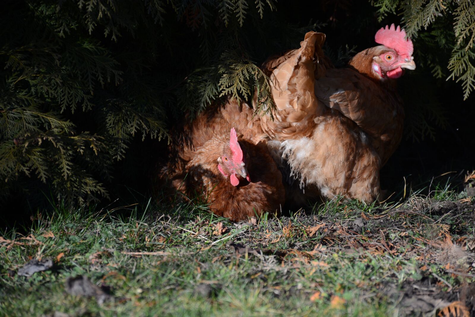 Nikon D7100 sample photo. Hen, egg, easter photography