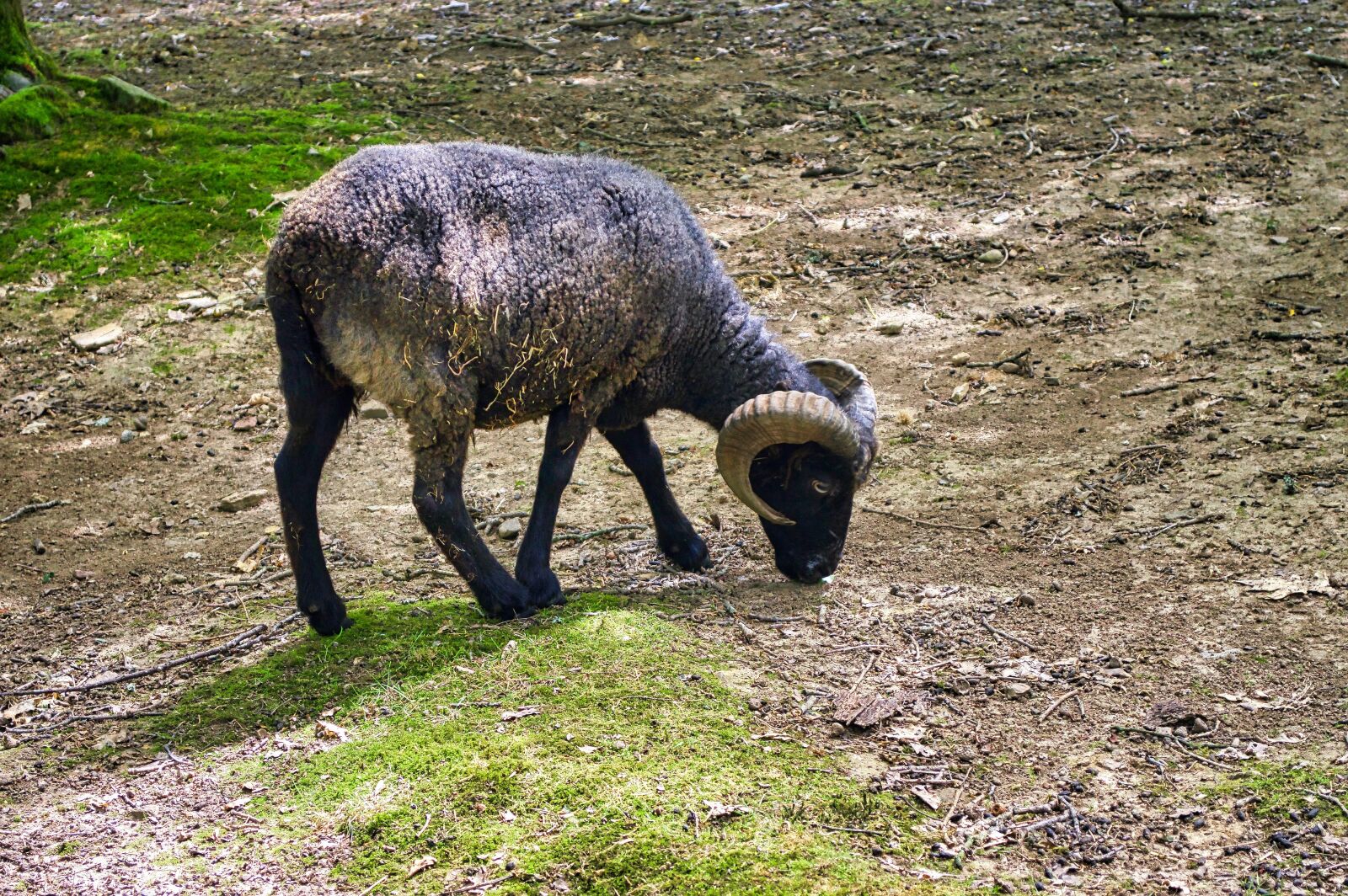 Nikon D3200 sample photo. Ram, mammal, animal photography