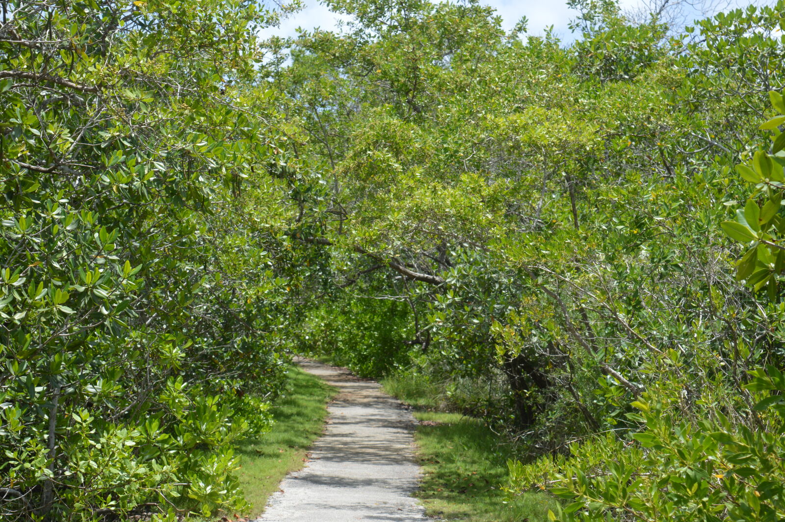 Nikon D3200 sample photo. Miami, nature, park, path photography