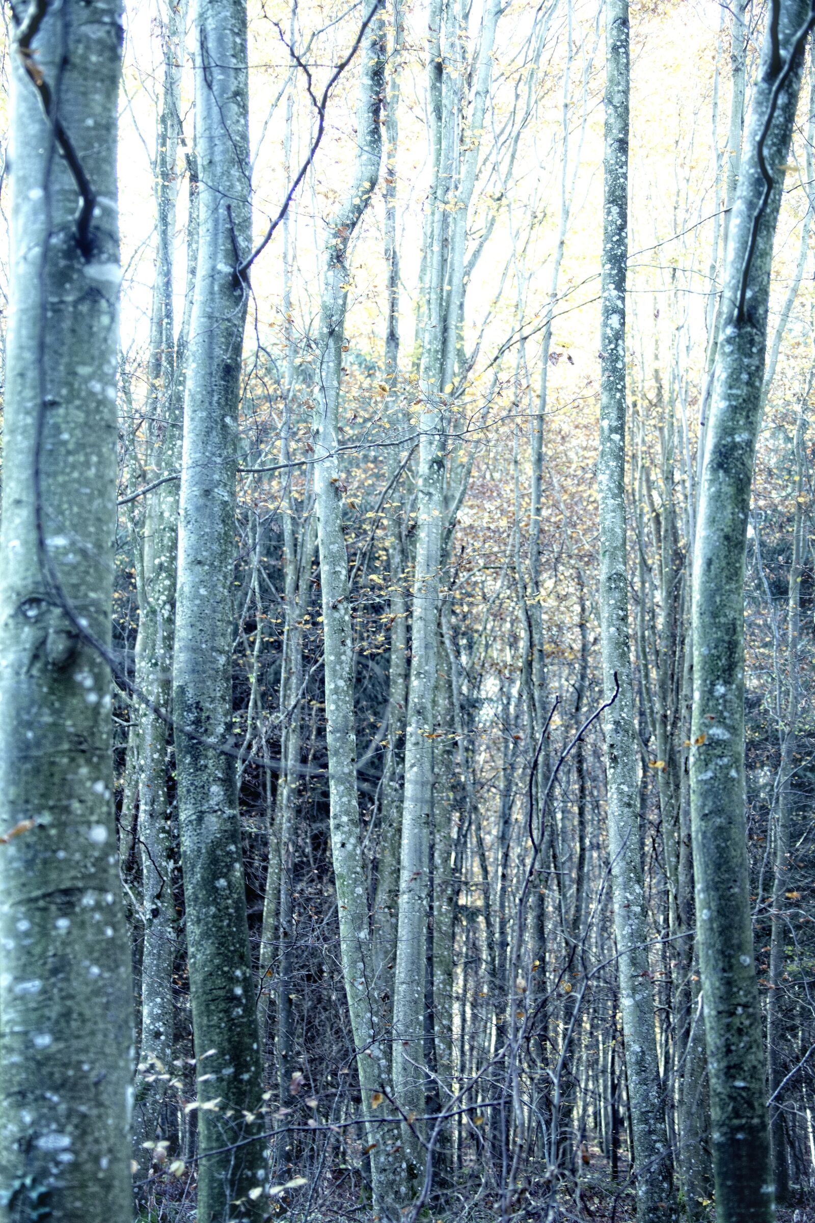 Canon EOS 5D Mark II sample photo. Autumn, trees, forest photography