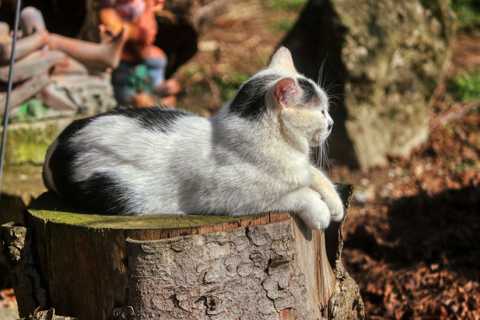 Canon EOS 80D sample photo. Cat, animals, pet photography