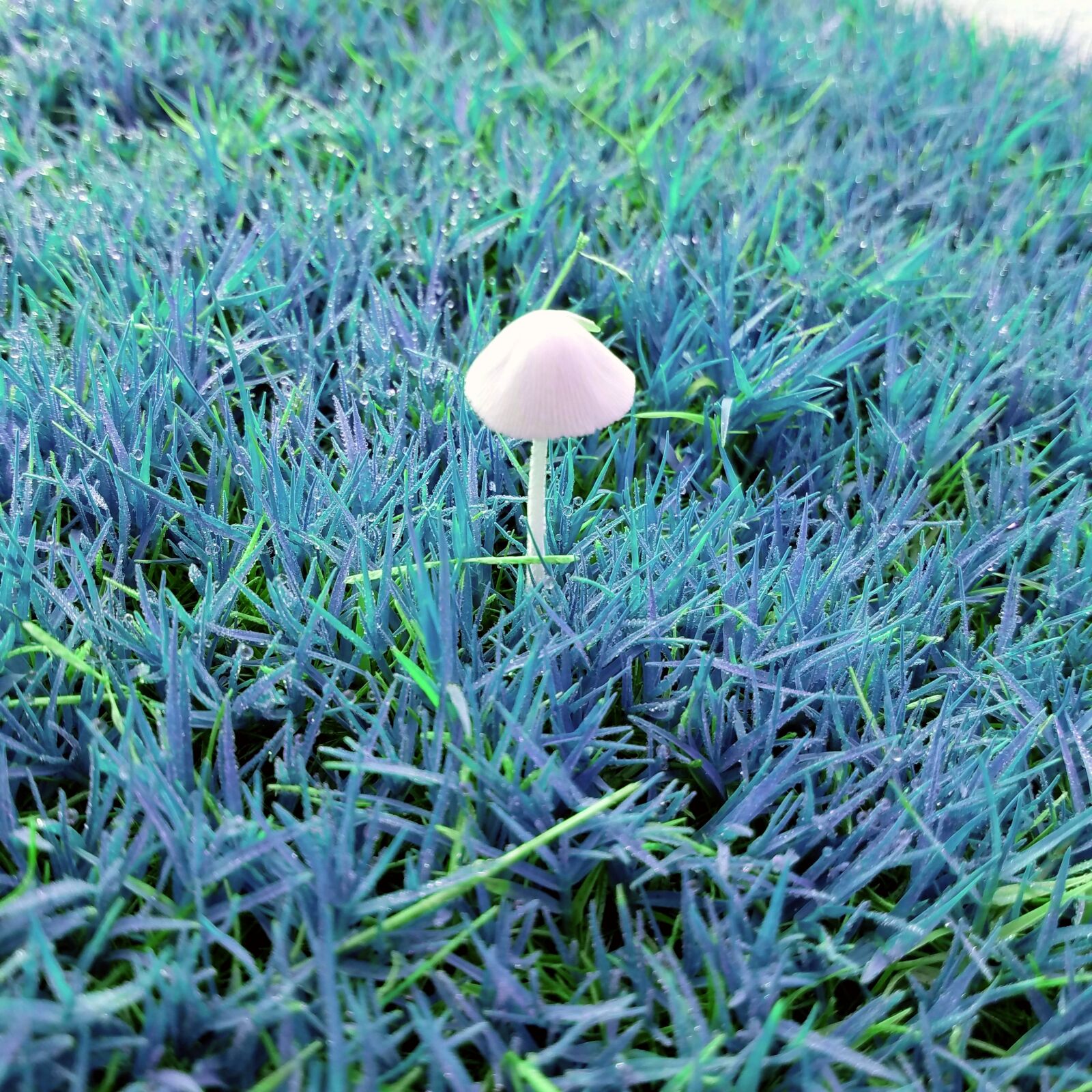 Samsung Galaxy S7 sample photo. Nature, grass, freshness photography