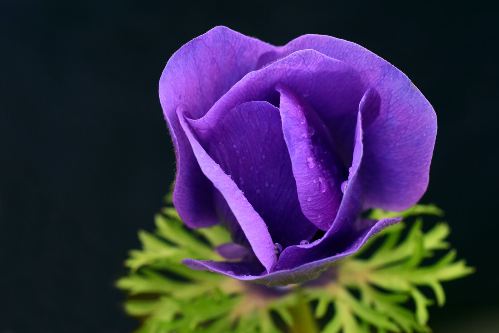 Nikon D3300 sample photo. Poppy, blue poppy, blossom photography