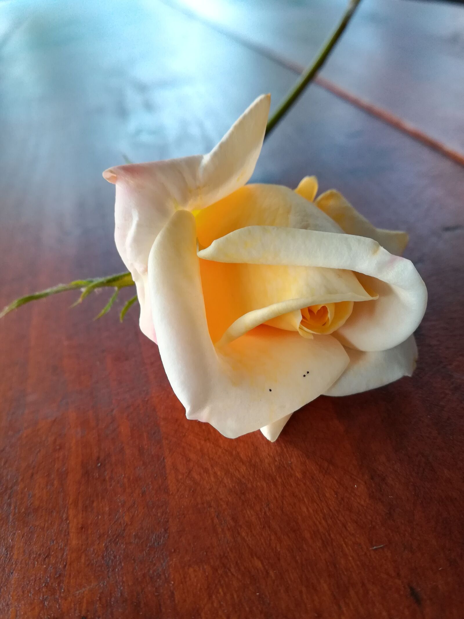 HUAWEI P10 lite sample photo. Rose, flower photography