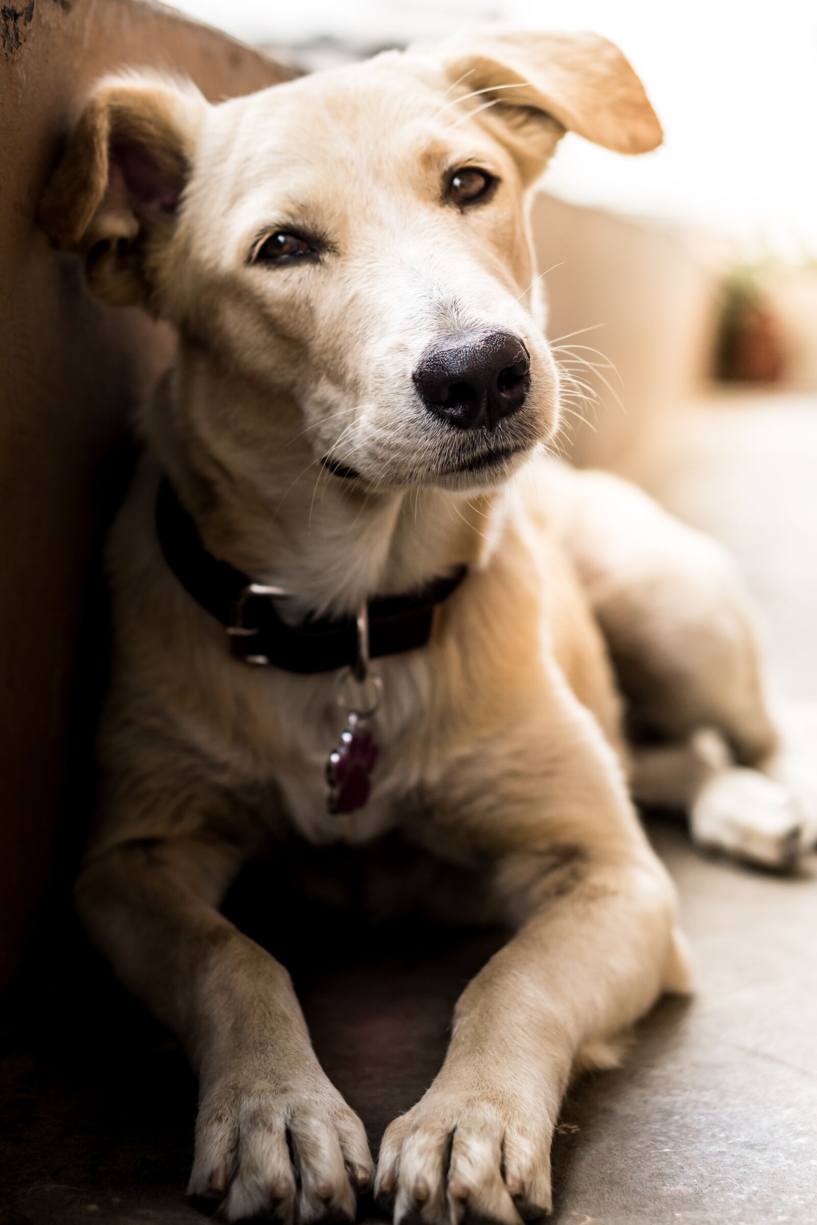 E 50mm F1.8 OSS sample photo. Animal, puppy, dog photography
