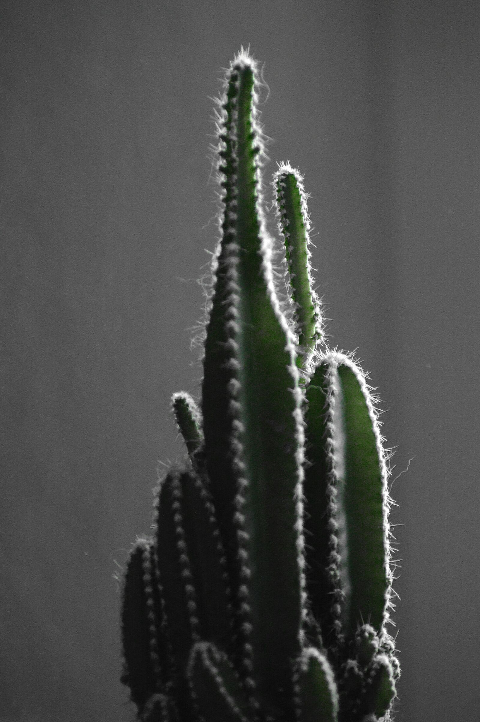 Nikon D3200 sample photo. Cactus, green, plants photography