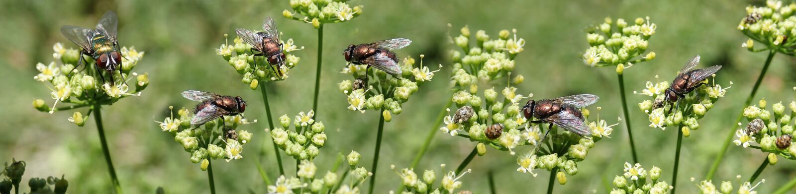 Olympus TG-5 sample photo. Flies, insects, blowflies photography