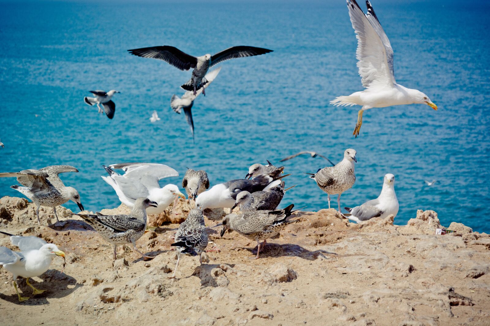 Nikon D7100 sample photo. Seagull, yellow-legged gull, bird photography