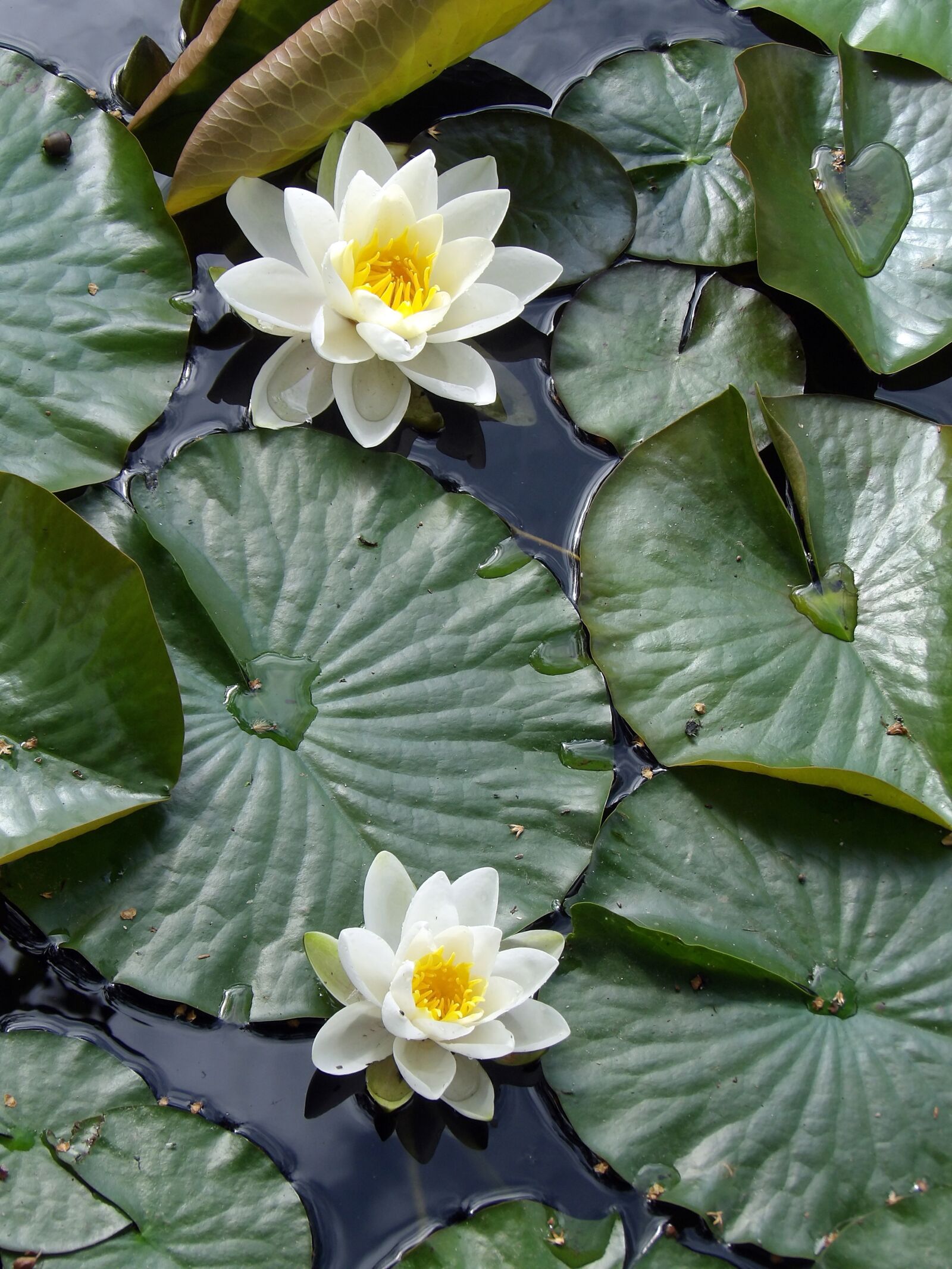 Kodak PIXPRO AZ521 sample photo. Water lily, plant, aquatic photography