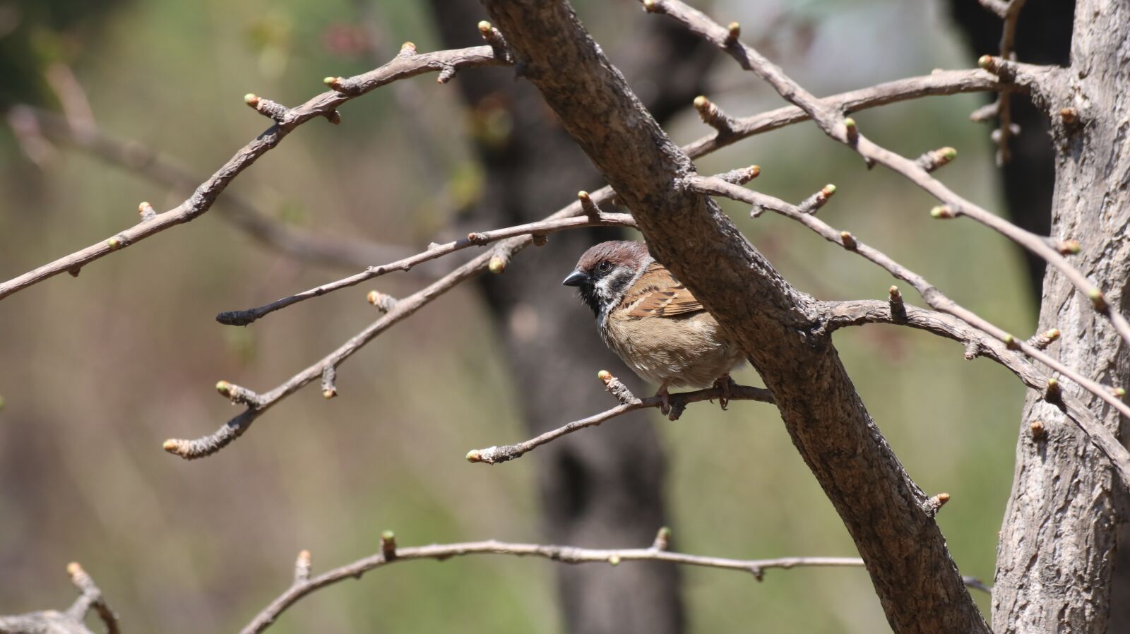 Canon EOS 750D (EOS Rebel T6i / EOS Kiss X8i) sample photo. Wildlife, new, nature photography