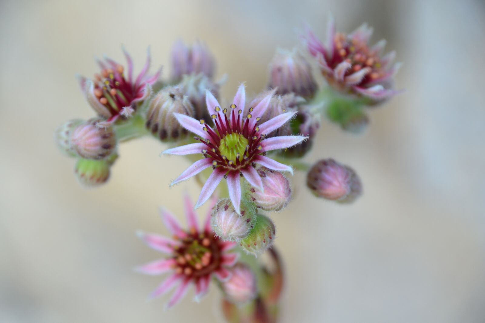 Nikon D3100 sample photo. Blossom, bloom, houseleek photography