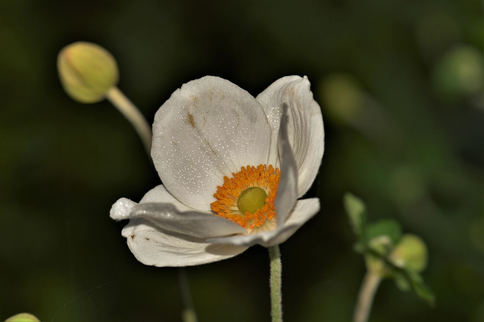 Nikon D5500 sample photo. Flower, blossom, bloom photography