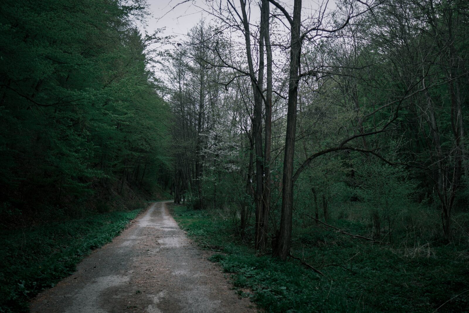 Sony a6400 sample photo. Forest, the darkness, trees photography