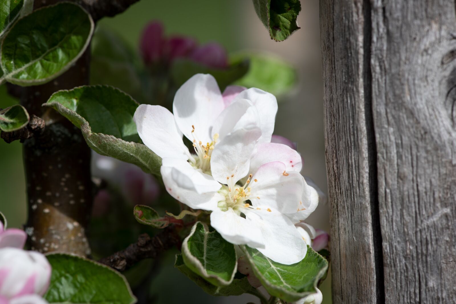 Nikon D750 sample photo. Flowers, white, apple tree photography