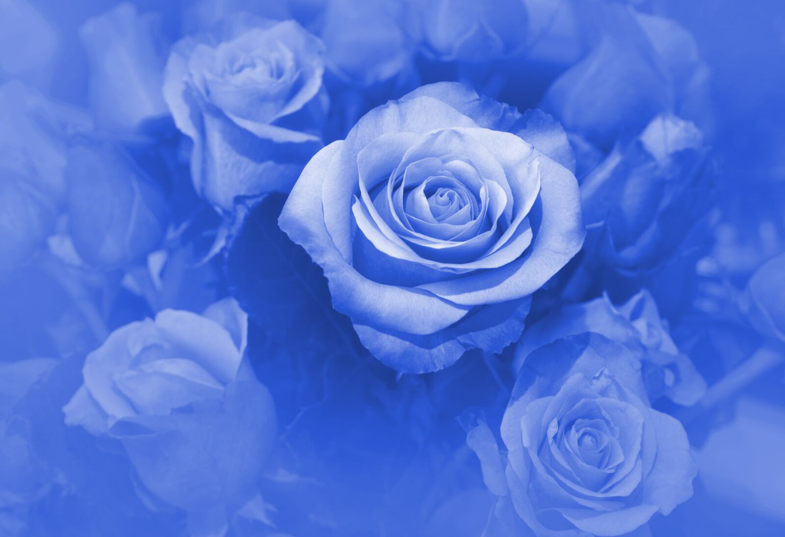 Sony Alpha NEX-F3 + Sony E 18-55mm F3.5-5.6 OSS sample photo. Decoration, blue, flowers photography