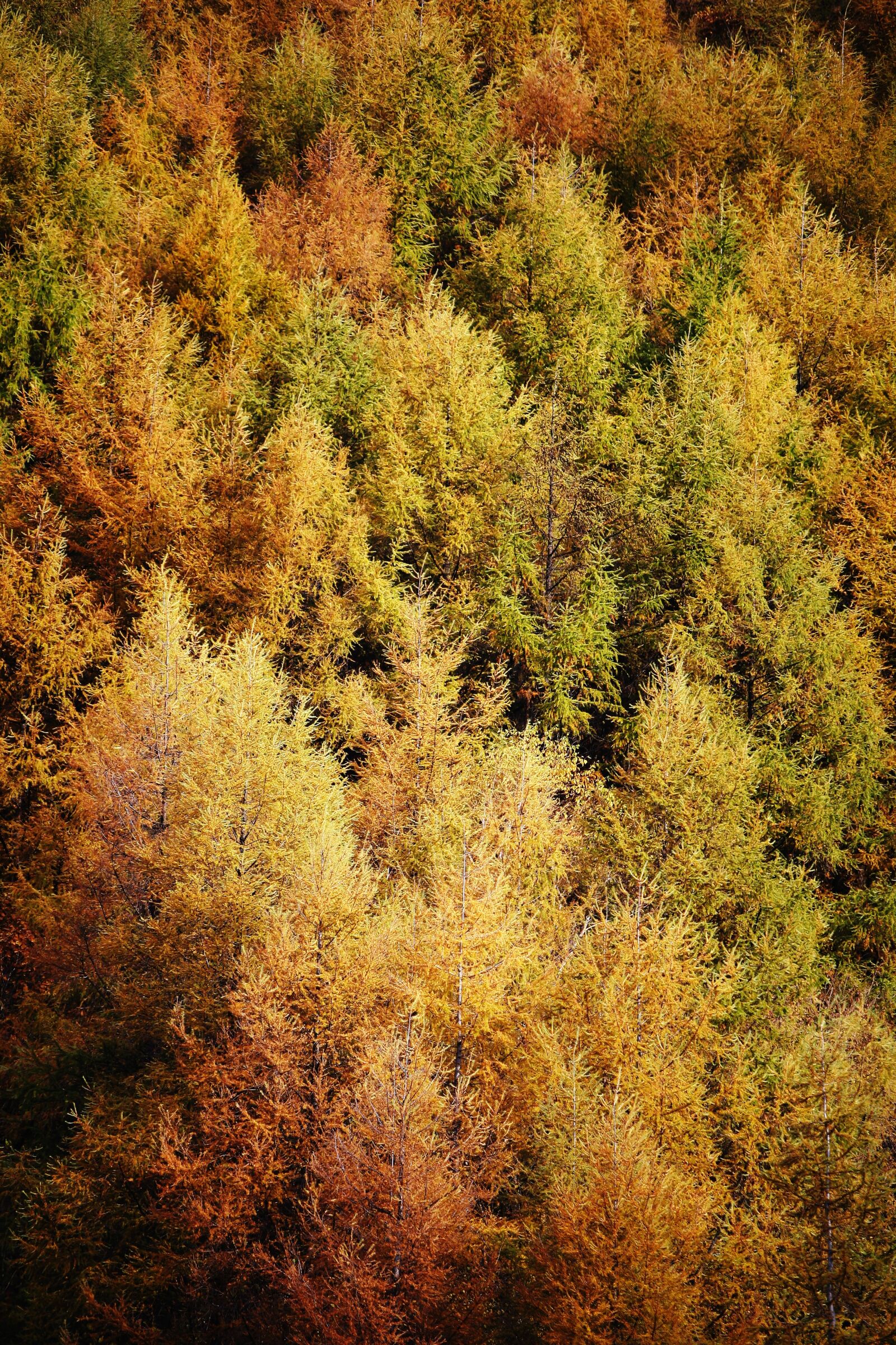 Canon EOS 5D sample photo. Autumn, taebaek, autumn leaves photography