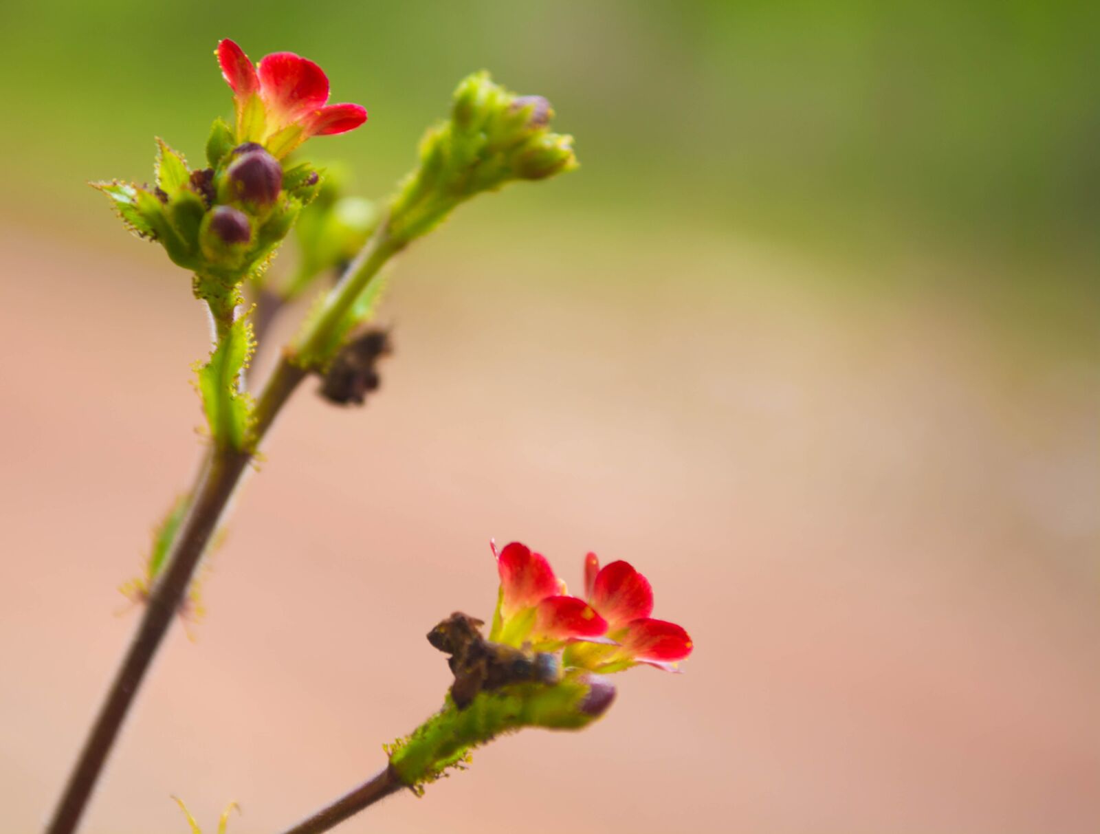 Nikon D5200 sample photo. Flower, of, spinning top photography