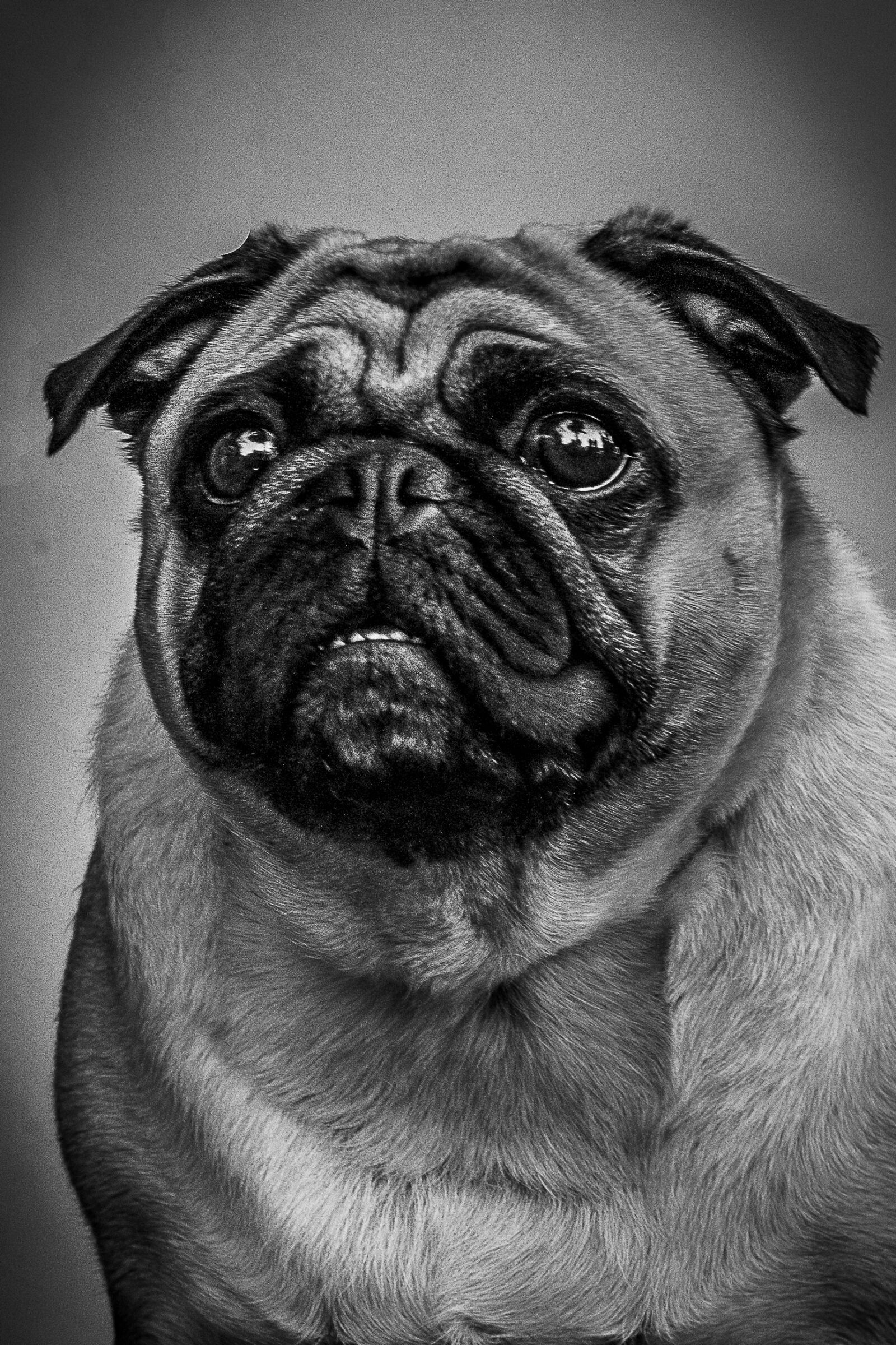 Canon EOS 700D (EOS Rebel T5i / EOS Kiss X7i) sample photo. Dog, dog, head, pug photography