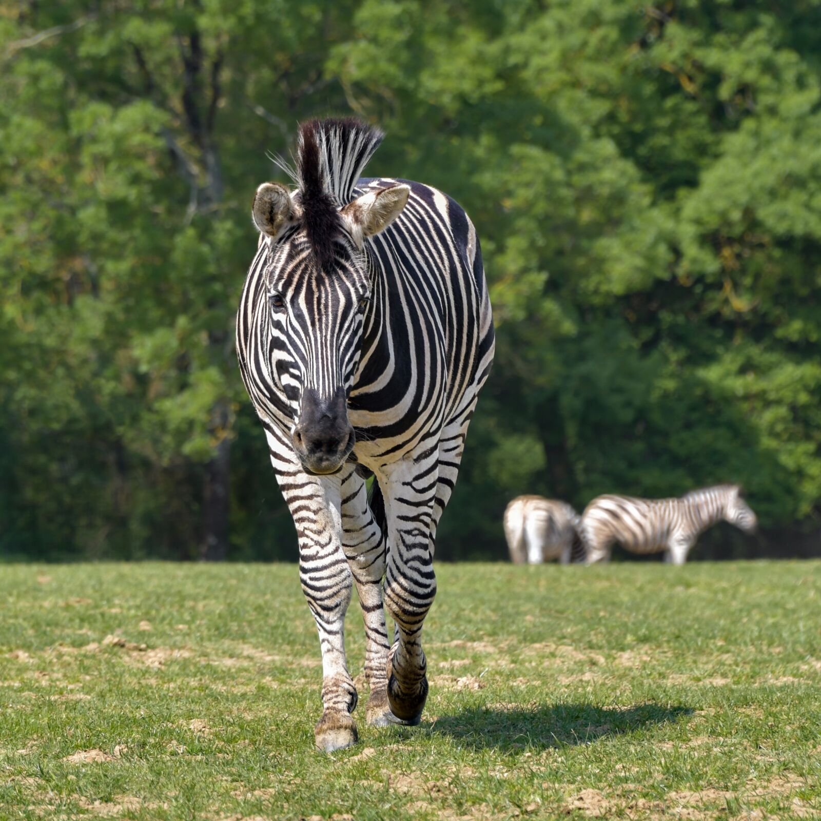 Nikon D500 sample photo. Zebra, walk, equine photography