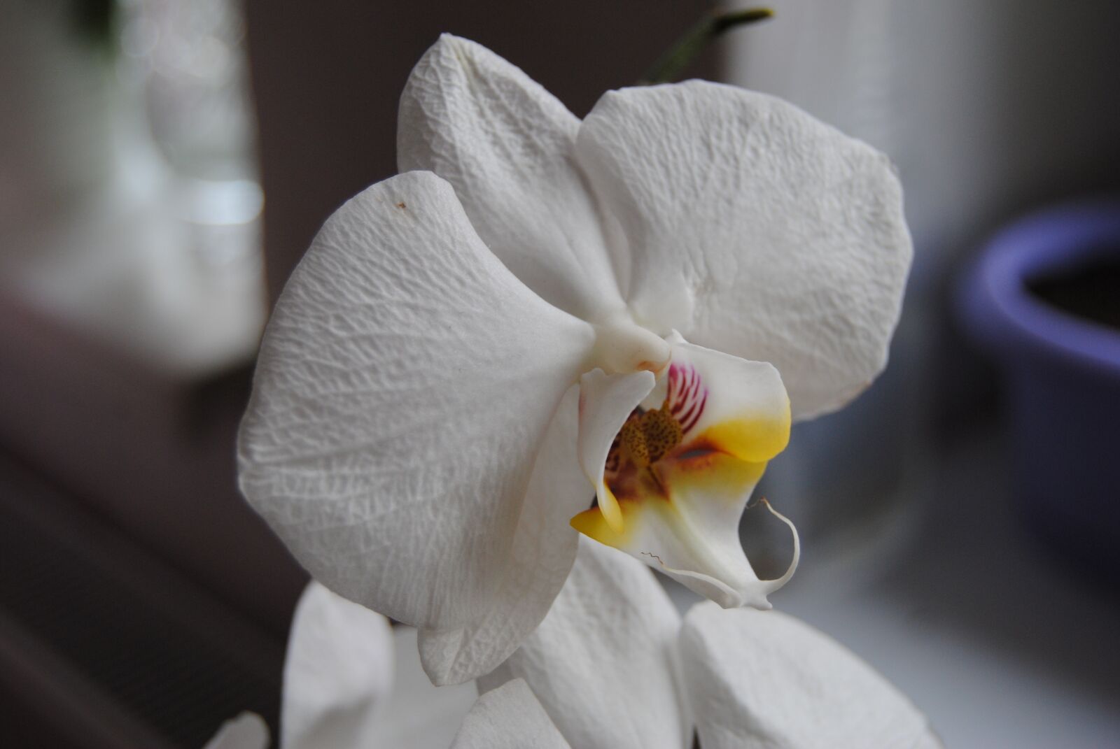 Nikon D3000 sample photo. Flower, plant, nature photography