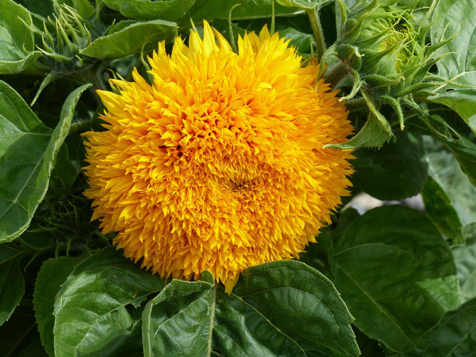 Panasonic Lumix DMC-FZ200 sample photo. Sunflower, double, yellow photography