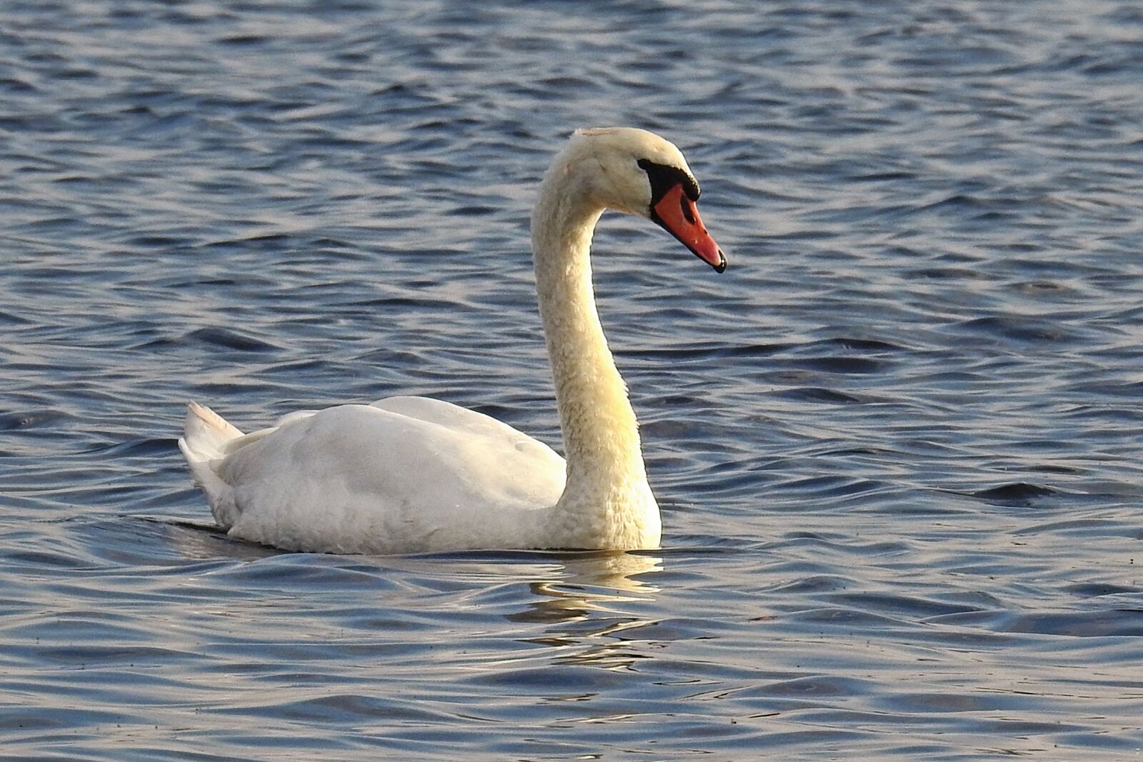 Nikon Coolpix P900 sample photo. Swan, water, lake photography