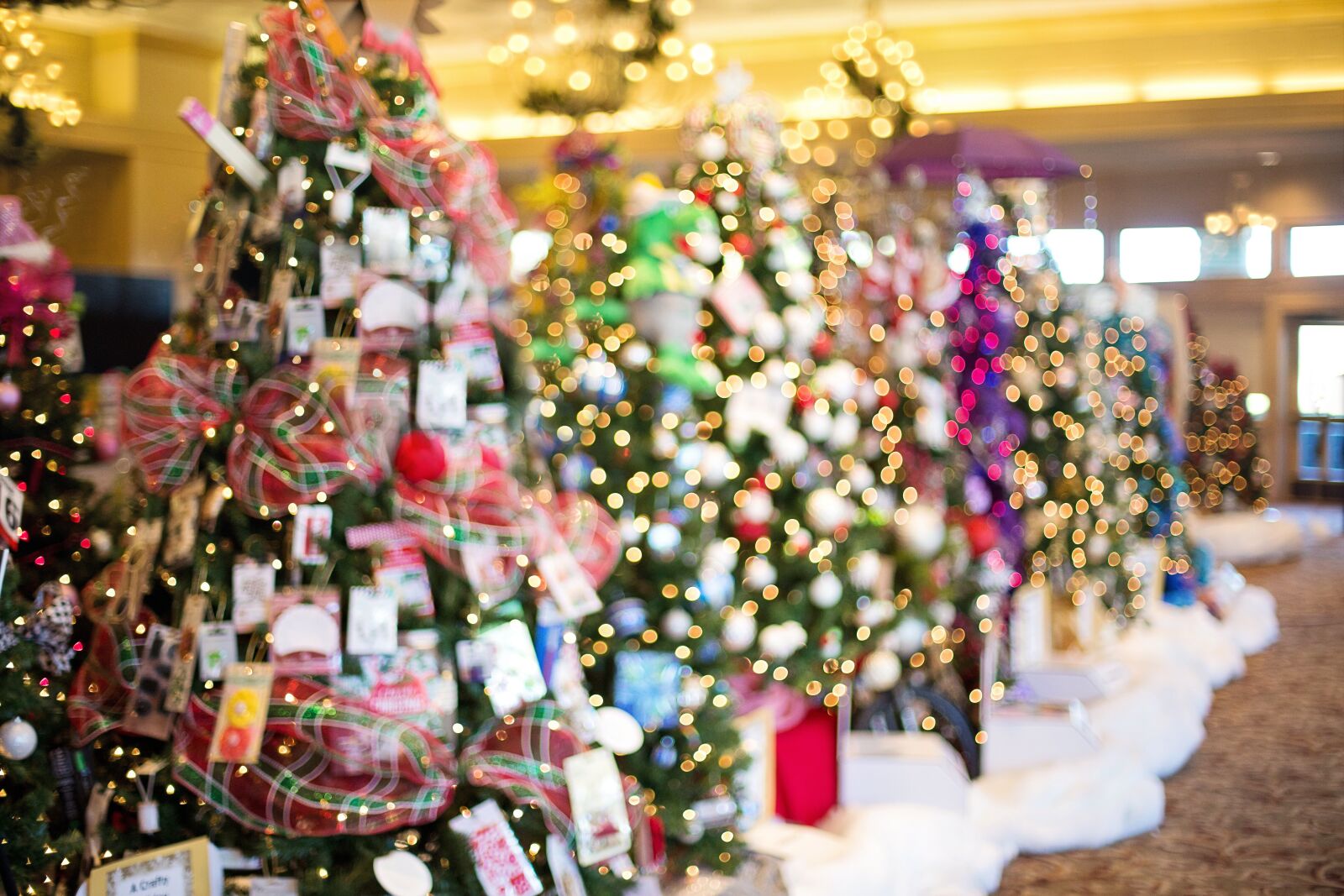 Canon EF 50mm F1.4 USM sample photo. Christmas trees, decorated, holiday photography