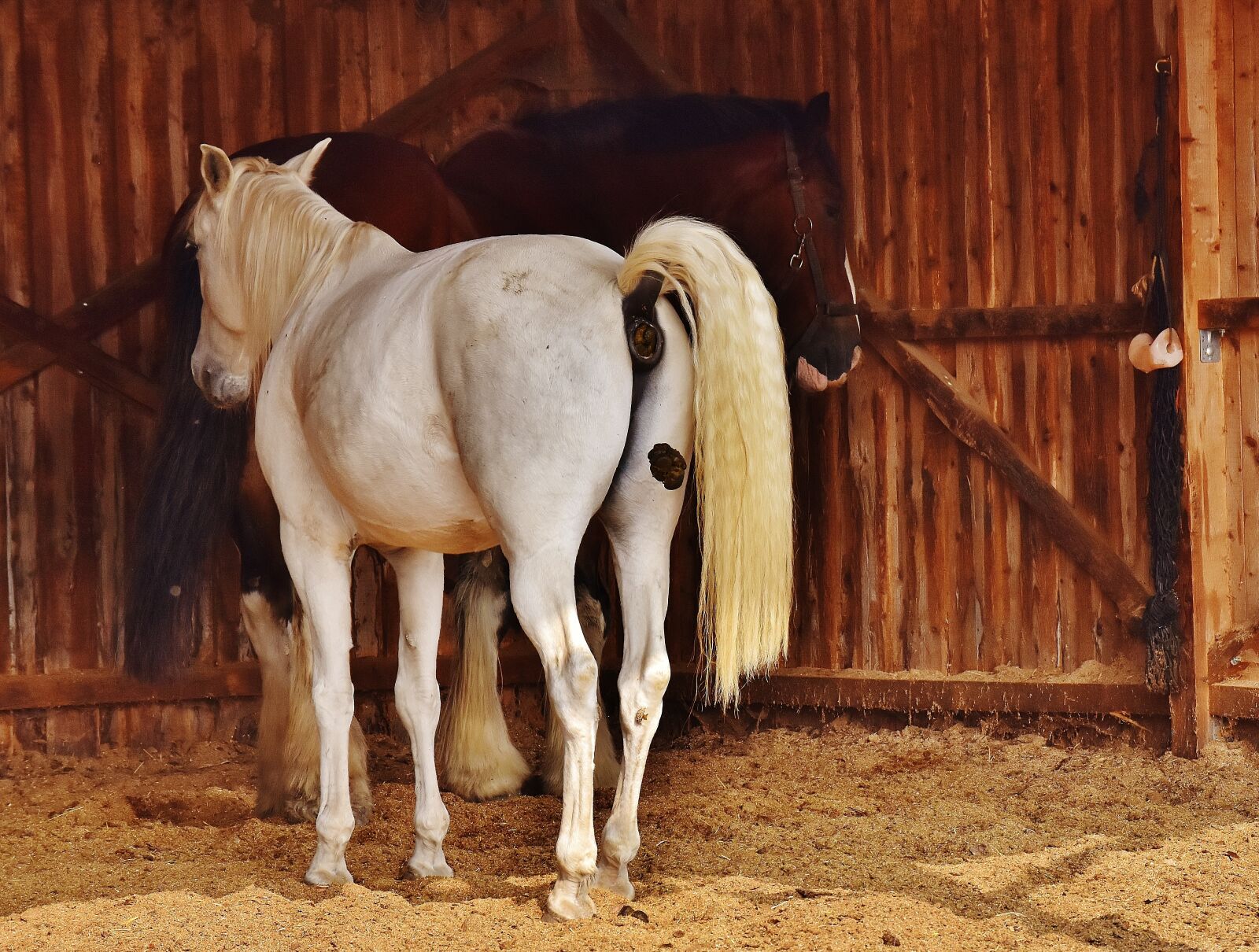 Nikon D7200 sample photo. Horses, stall, mold photography