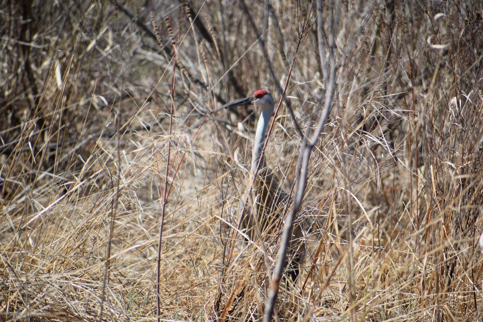 Nikon D3300 sample photo. Sandhill, nature, river photography