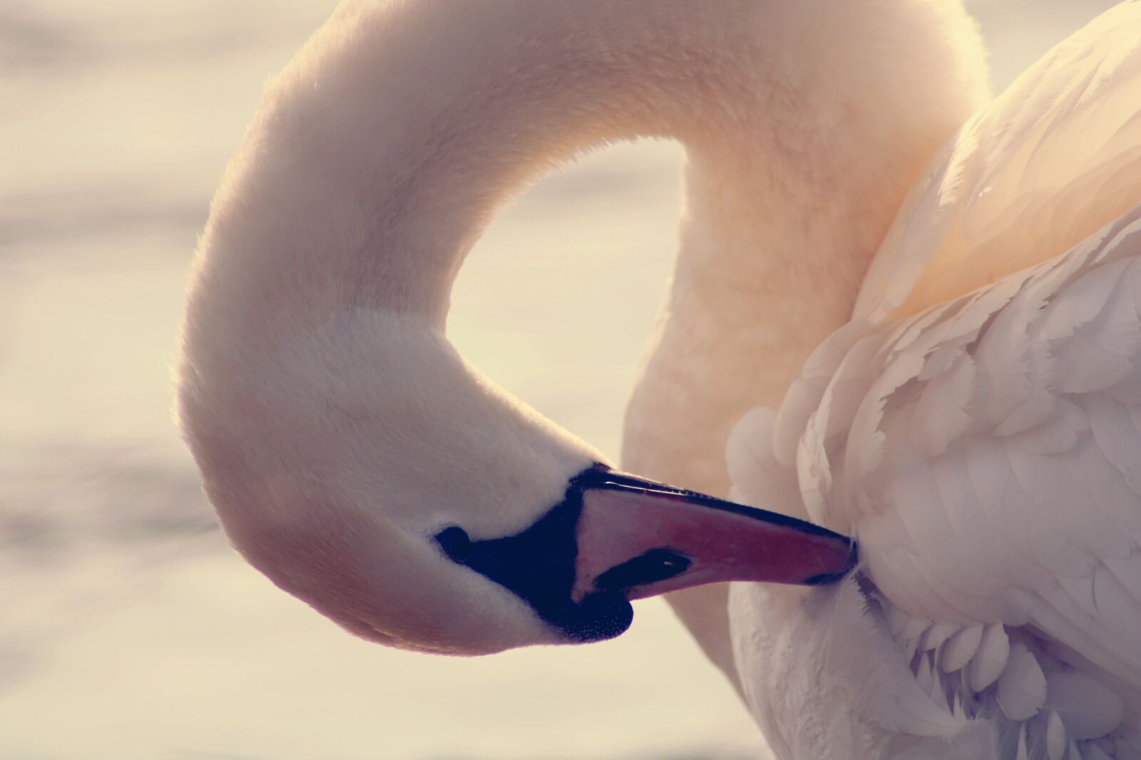 Canon EOS 2000D (EOS Rebel T7 / EOS Kiss X90 / EOS 1500D) sample photo. Swan, water bird, swim photography