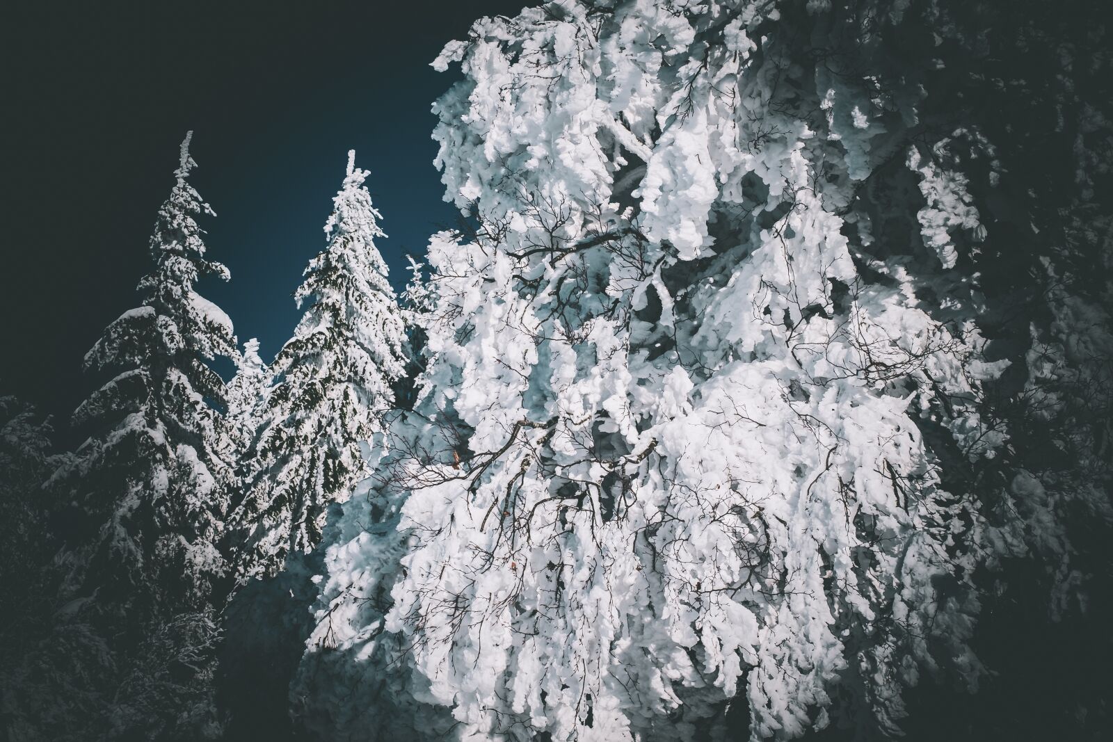 Fujifilm X-T10 + Fujifilm XF 35mm F1.4 R sample photo. Forest, winter, firs photography