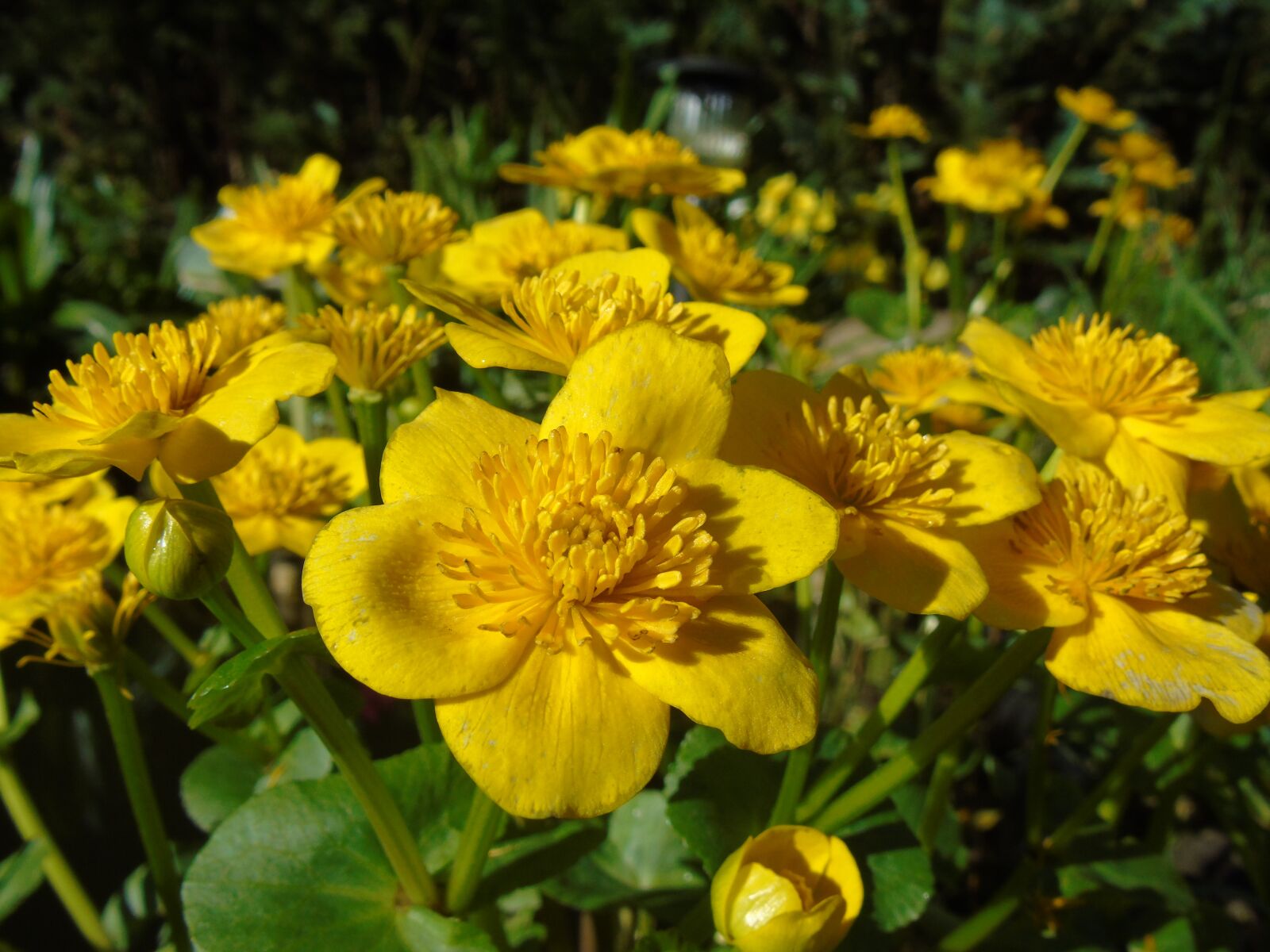 Sony Cyber-shot DSC-H400 sample photo. Caltha palustris, yellow, flowers photography