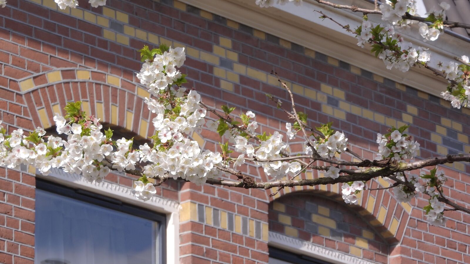 Nikon Coolpix P610 sample photo. Blooming cherries, brick house photography