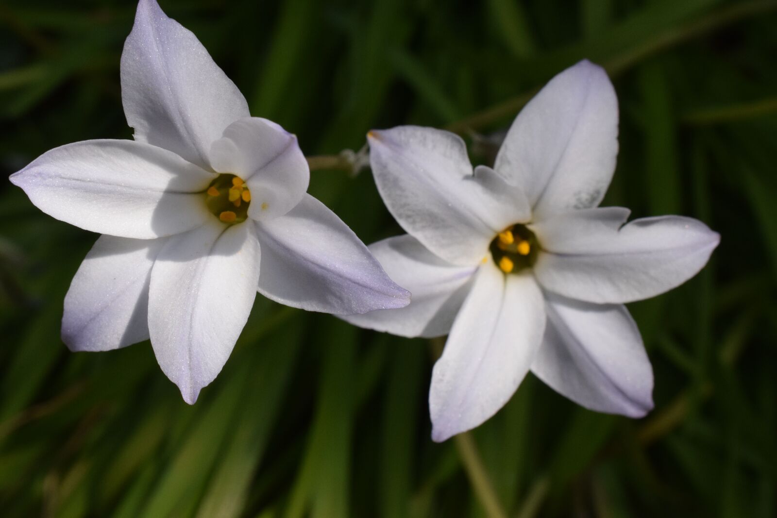 Nikon D5300 sample photo. Flowers, spring, nature photography