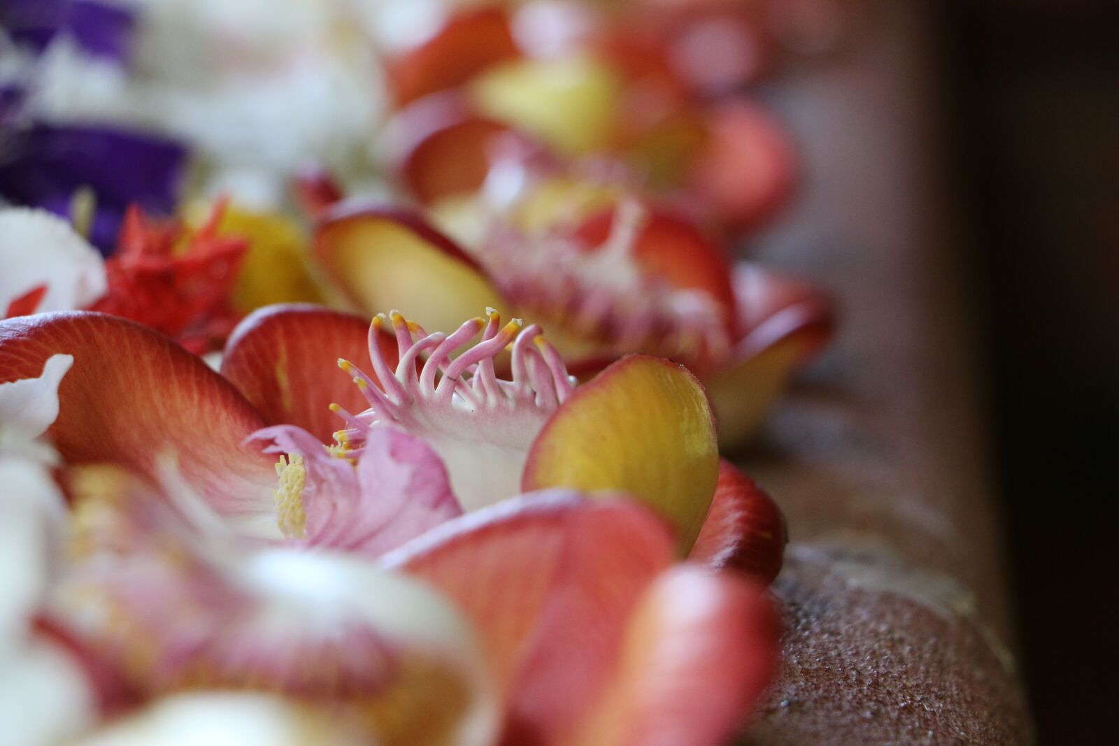 Canon EOS 70D sample photo. Desktop, closeup, nature photography