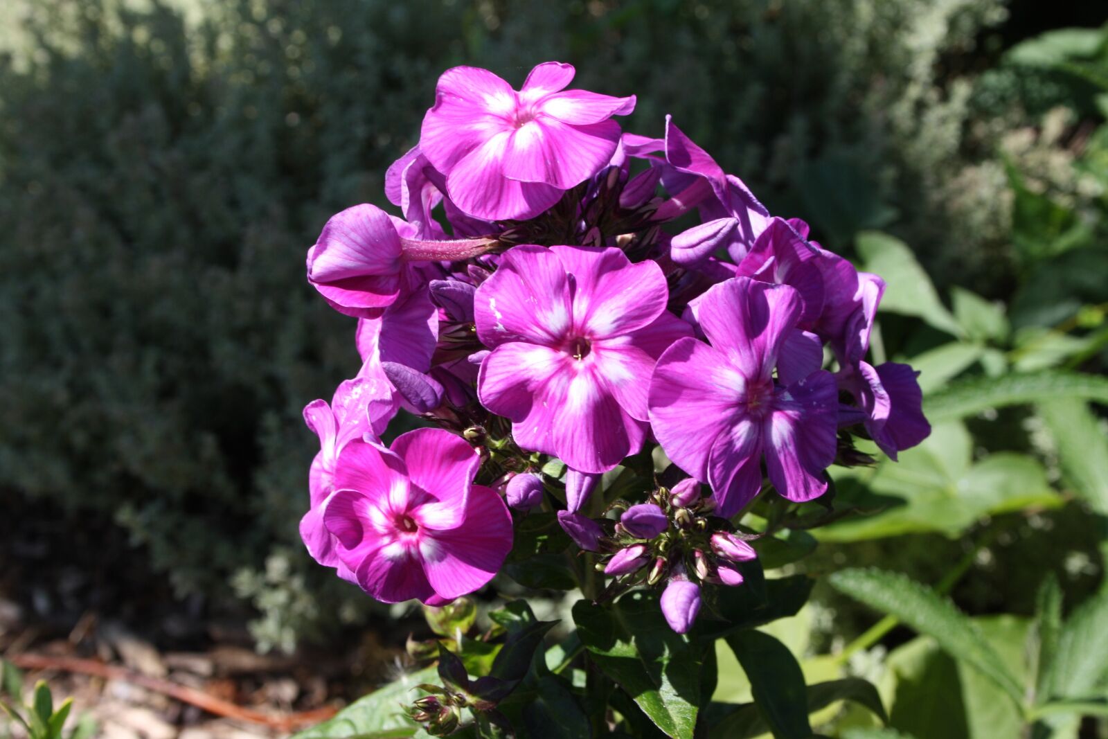 Canon EOS 1000D (EOS Digital Rebel XS / EOS Kiss F) sample photo. Flower, garden, violet photography