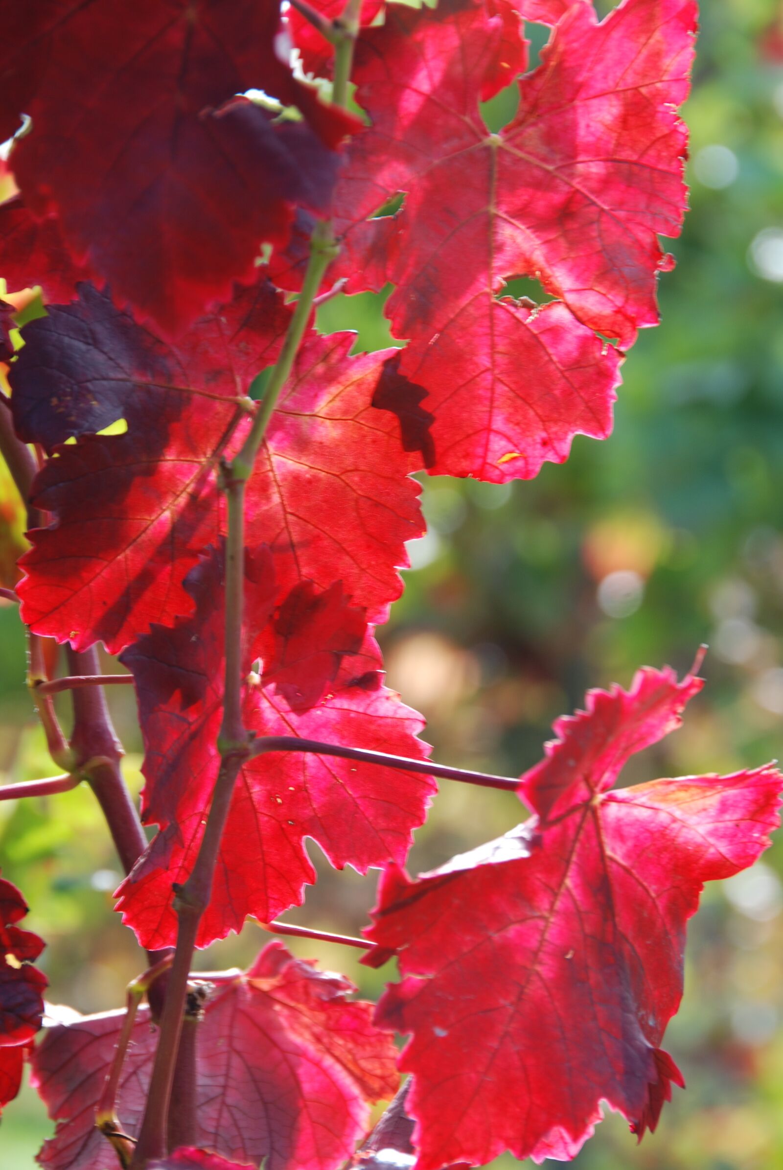 Nikon D80 sample photo. Rebstock, wine, vine leaves photography