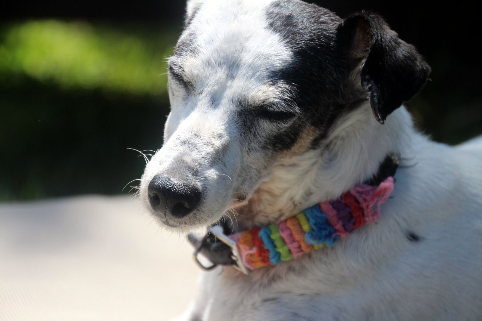 Canon EOS 700D (EOS Rebel T5i / EOS Kiss X7i) sample photo. Dog cute, colorful dog photography