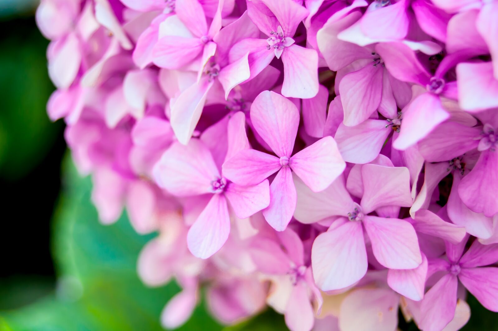 Nikon D40 sample photo. Flower, flowers, rosa photography