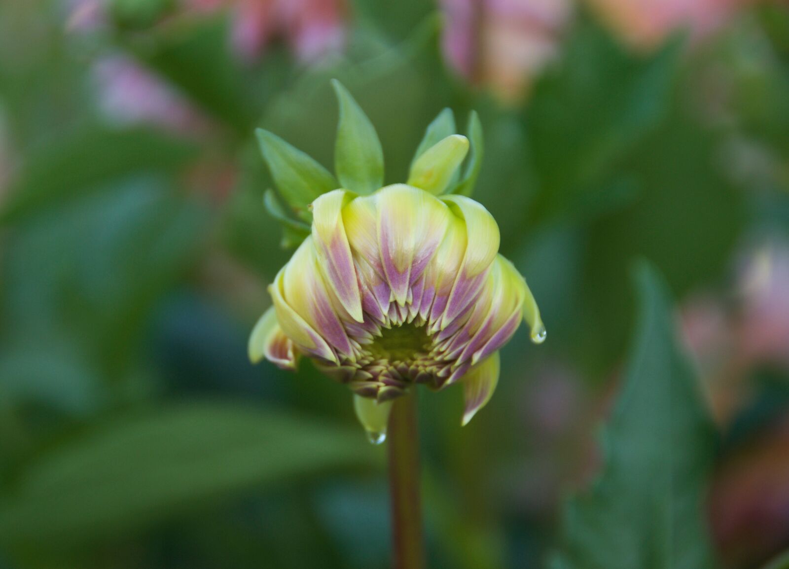 Nikon D90 sample photo. Dahlia, bud, flower photography