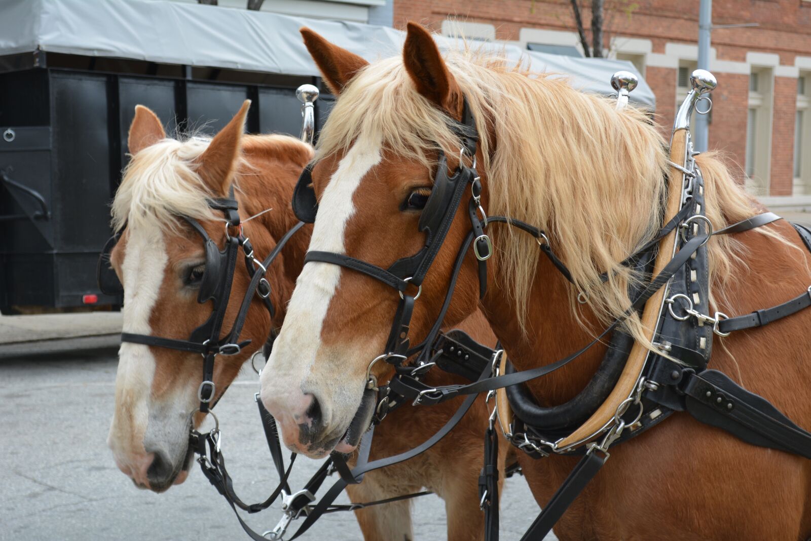 Nikon D5200 sample photo. Horses, animals, equine photography