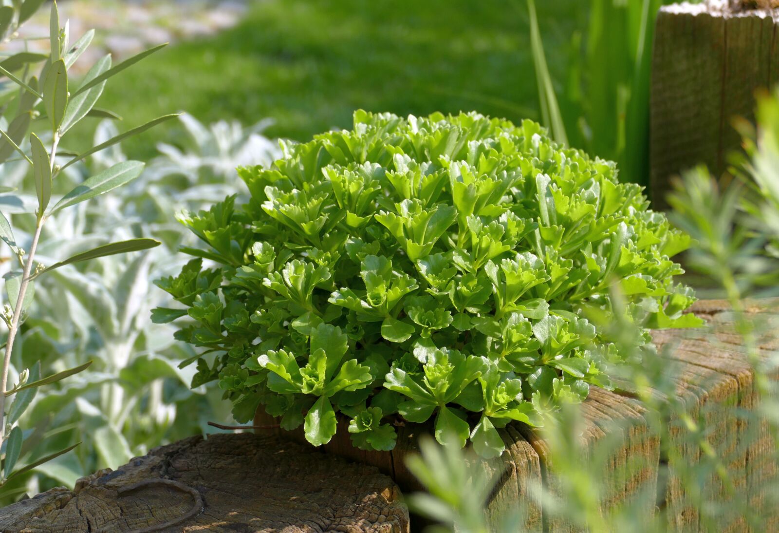 Panasonic Lumix DMC-FZ1000 sample photo. Sedum, garden, nature photography