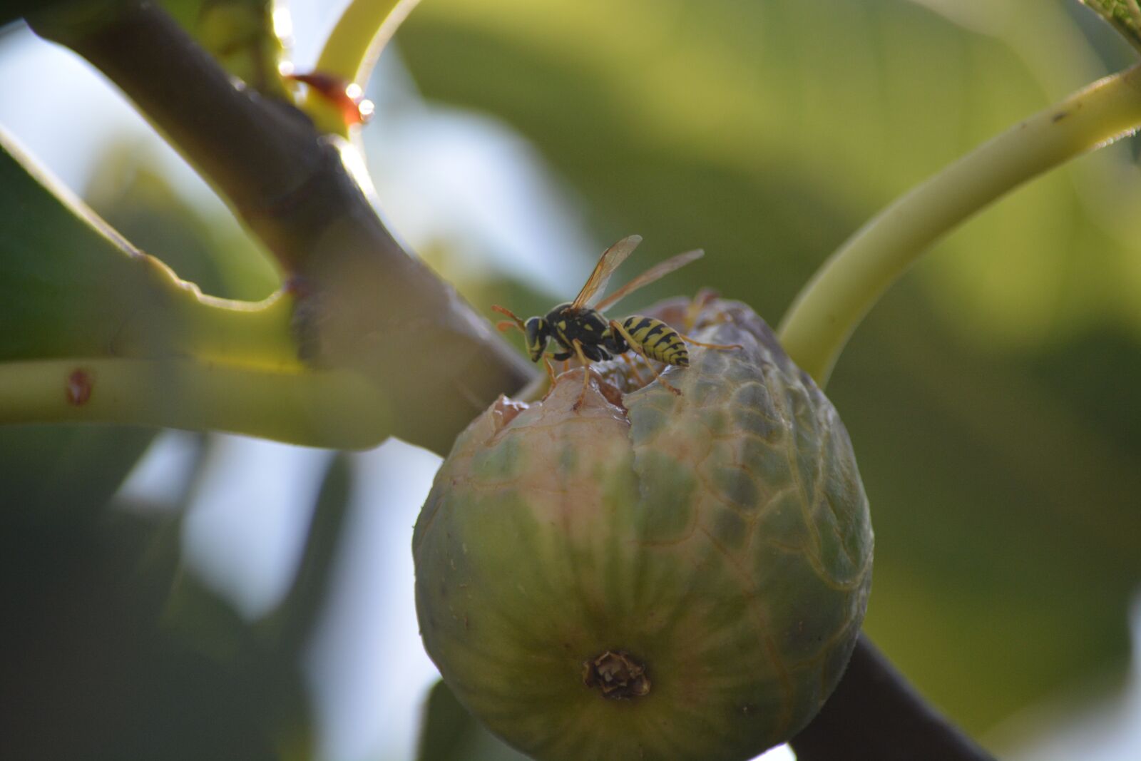 Nikon D5200 sample photo. Wasp, insect, fig photography
